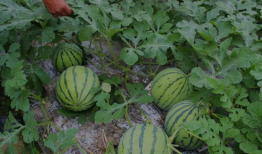 山西运城吃瓜爆料事件